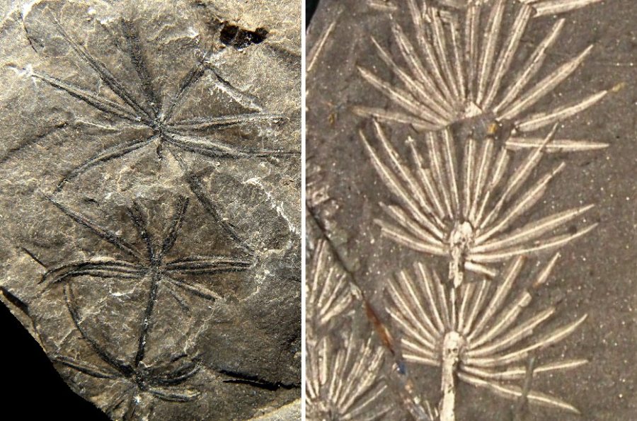 Annularia and Asterophyllites